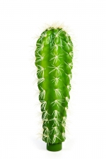 Big Head Cactus 50cm